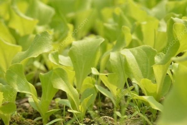 生菜怎么種？家里種的生菜能吃嗎？(3)