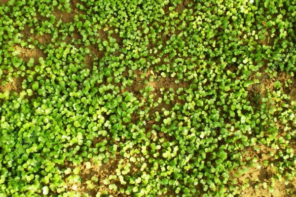 生菜怎么種？家里種的生菜能吃嗎？(2)