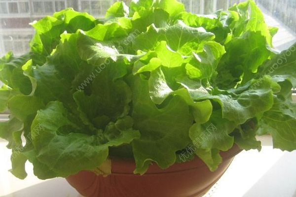 生菜是涼性的嗎？生菜是酸性還是堿性？(2)