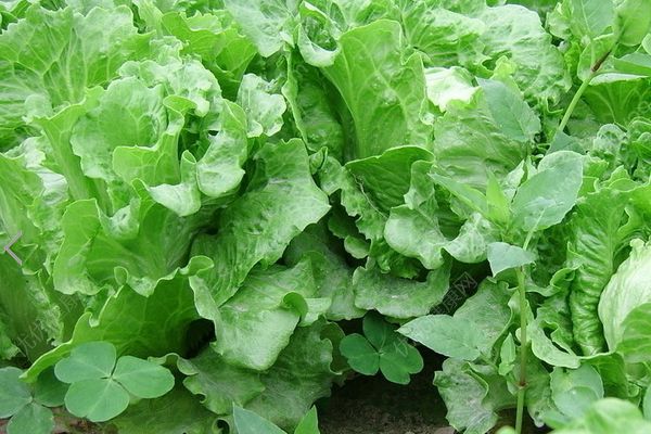 生菜發(fā)苦怎么回事？生菜發(fā)苦能吃嗎？(1)