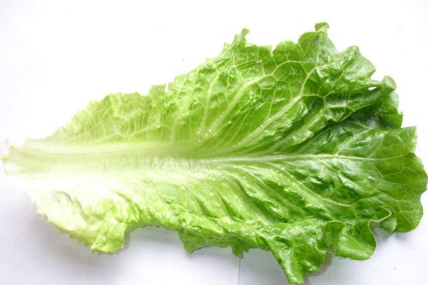 生菜發(fā)苦怎么回事？生菜發(fā)苦能吃嗎？(3)