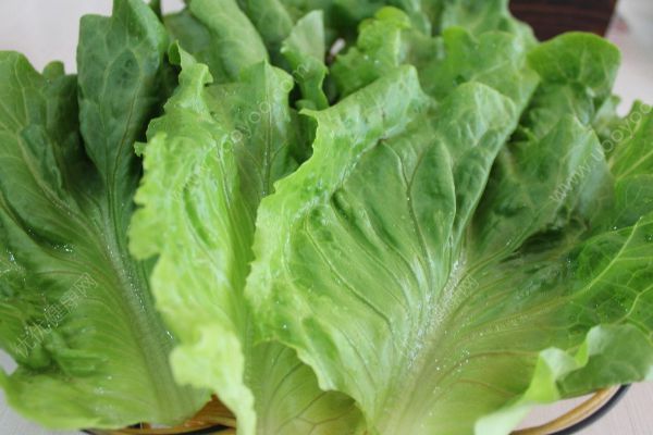 生菜發(fā)苦怎么回事？生菜發(fā)苦能吃嗎？(4)