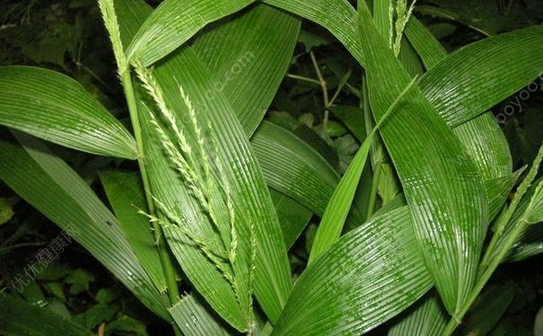 粽葉是什么植物的葉子？粽子用什么葉子包好？(2)
