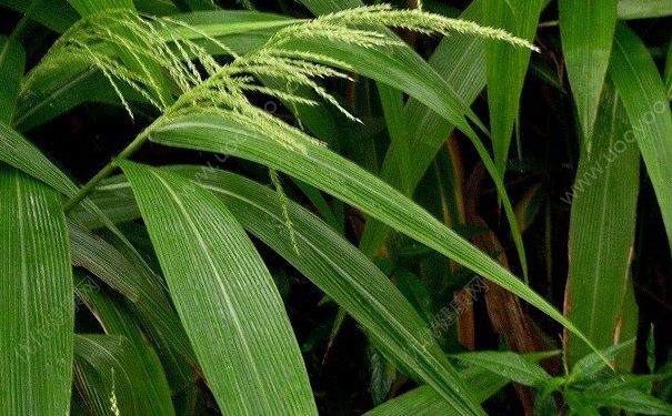 粽葉是什么植物的葉子？粽子用什么葉子包好？(4)