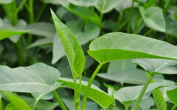 空心菜葉子可以吃嗎？空心菜葉子能吃嗎？(2)