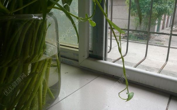 空心菜可以水培嗎？空心菜放在水里能活嗎？(3)