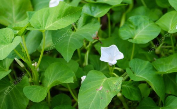 空心菜是菠菜嗎？空心菜是不是菠菜？(2)