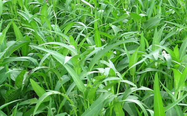藤藤菜是什么菜？藤藤菜有毒嗎？(1)