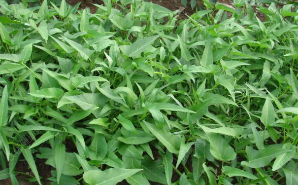 藤藤菜是什么菜？藤藤菜有毒嗎？(3)