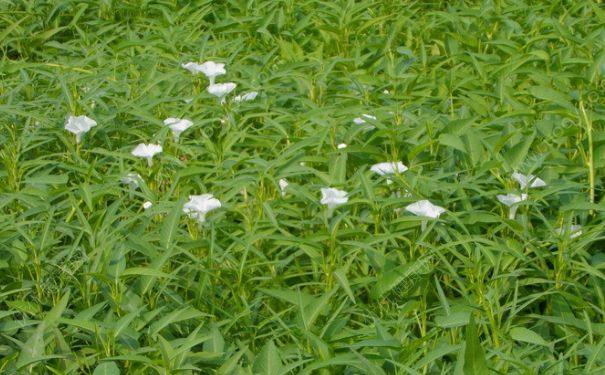 藤藤菜是什么菜？藤藤菜有毒嗎？(2)