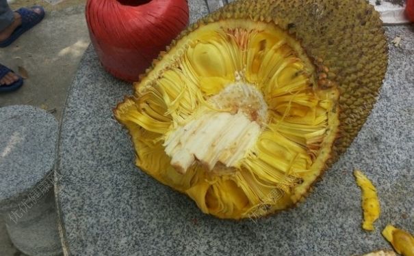 菠蘿蜜怎么看壞沒壞？菠蘿蜜壞了什么樣？(1)