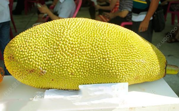 菠蘿蜜熟透了還能吃嗎？菠蘿蜜熟了可以放多久？(3)