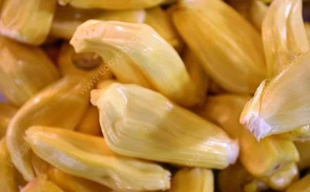 菠蘿蜜為什么不甜？菠蘿蜜不甜怎么辦？(3)