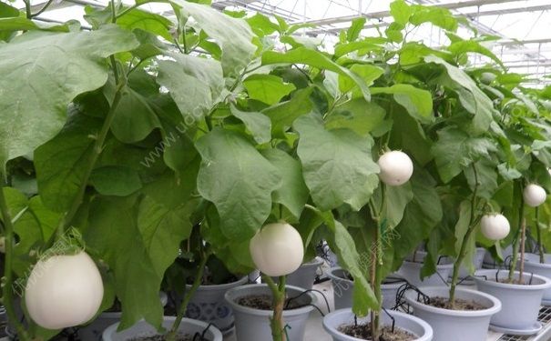 白茄子和紫茄子有什么不同？白茄子和紫茄子的區(qū)別(1)