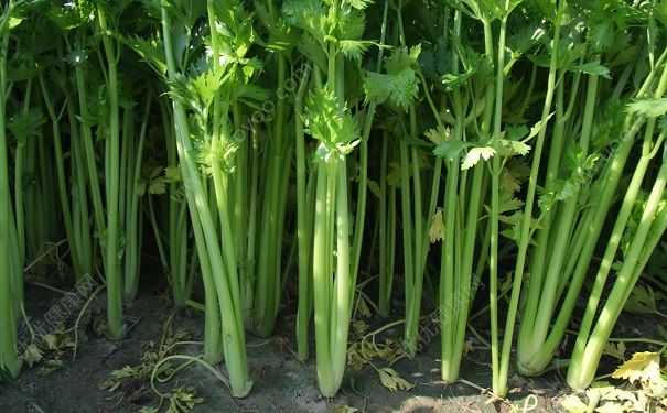 芹菜是那個季節(jié)的？芹菜哪個季節(jié)吃最好？(1)