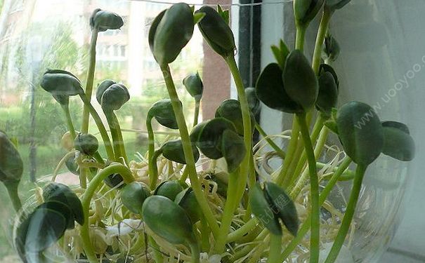黃豆變綠了還能吃嗎？黃豆變綠能打豆?jié){嗎？(1)