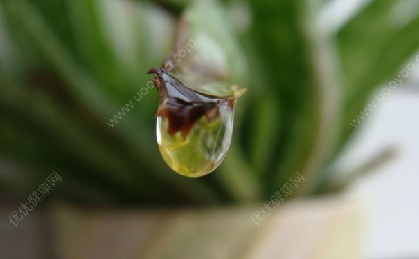 蘆薈能淋雨嗎？蘆薈淋雨后爛了怎么辦？(2)