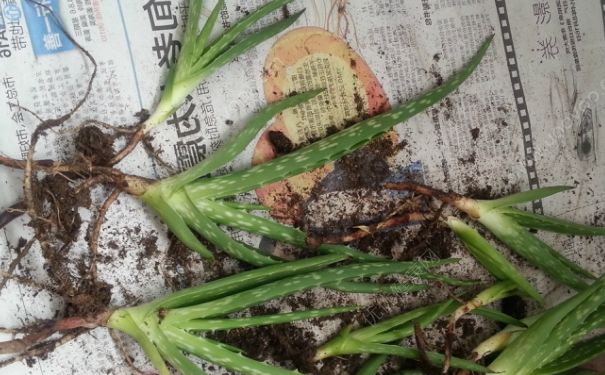 蘆薈能淋雨嗎？蘆薈淋雨后爛了怎么辦？(3)
