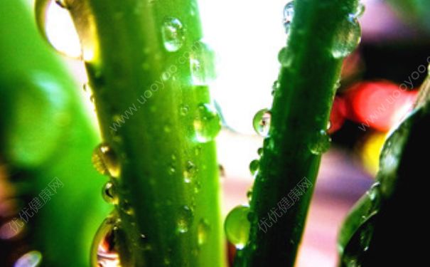 蘆薈能淋雨嗎？蘆薈淋雨后爛了怎么辦？(1)