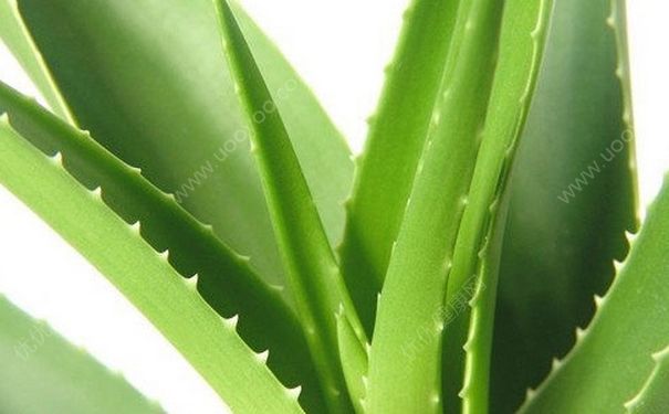 家里蘆薈能干什么？家種蘆薈怎么使用？(3)