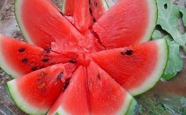 怎么辨別西瓜生熟？怎么辨別西瓜熟不熟？(4)