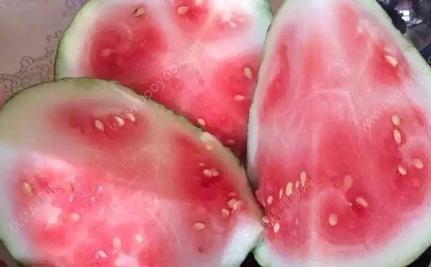 西瓜沒熟透可以吃嗎？西瓜沒熟可以吃嗎？(2)