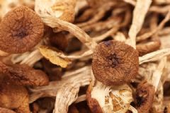 茶樹(shù)菇雞湯的做法是怎樣？茶樹(shù)菇雞湯怎么做？[圖]