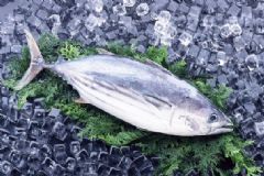 如何讓活魚保鮮？怎么讓魚保存更久？[圖]