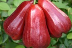 蜂蜜堅果蓮霧的做法是怎樣的？蜂蜜堅果蓮霧怎么做？[圖]