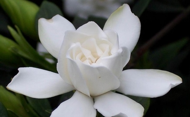 梔子花可以吃嗎？梔子花可以泡茶喝嗎？(1)