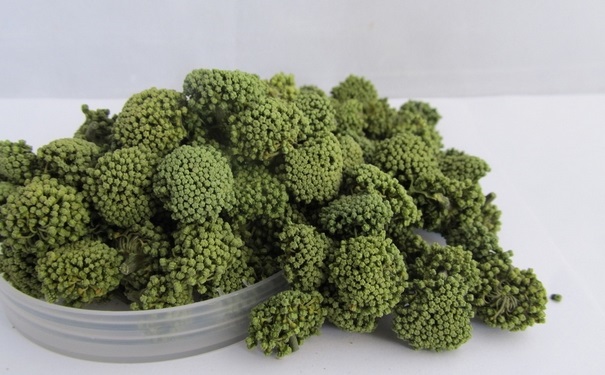 三七花有什么功效與作用？三七花有什么禁忌？(1)