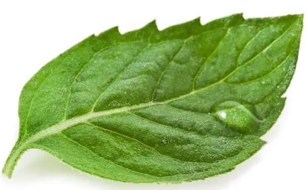 桑葉的食用功效是什么？涼拌桑葉怎么做的？(1)
