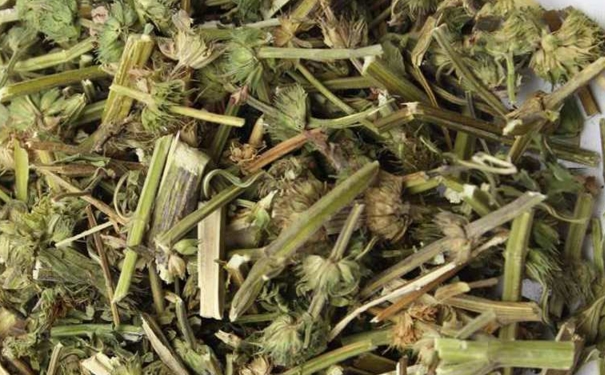益母草是涼性還是熱性？益母草性寒嗎？(1)