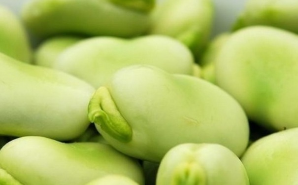 吃蠶豆會(huì)不會(huì)得蠶豆??？小兒吃蠶豆會(huì)得蠶豆病？(1)