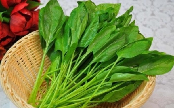 菠菜吃多了會患結(jié)石嗎？菠菜吃多了有什么危害？(1)
