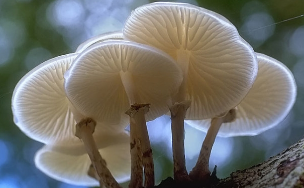 冬季不能吃哪些食物？哪些冬季食物不能吃？(1)