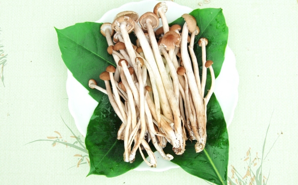 寶寶可以吃茶樹菇嗎？寶寶吃茶樹菇有什么好處？(1)
