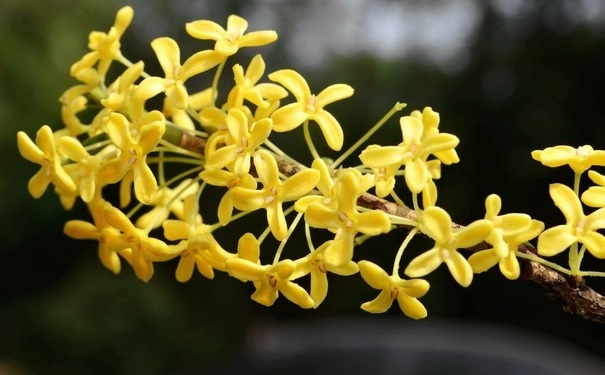 桂花可以吃嗎？桂花應(yīng)該怎么食用？(1)