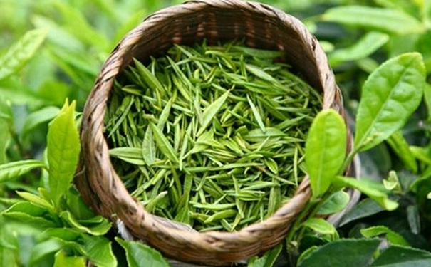 喝什么茶可以清肺？抽煙肺不好喝什么茶？(1)