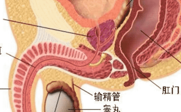有效預防睪丸炎的方法有哪些？預防睪丸炎有什么好方法？(1)