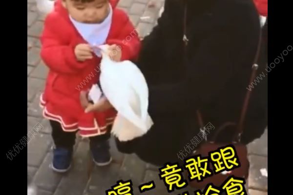 一歲女孩從鴿子嘴里搶食，直接搶鴿食往自己嘴里塞(2)