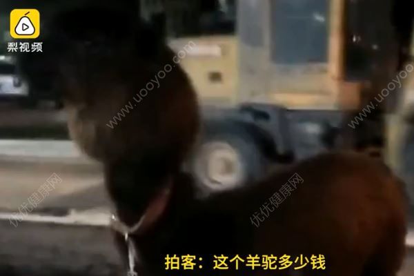 花4萬多買羊駝送女兒當(dāng)玩具，做一個(gè)女兒奴好不好？(2)