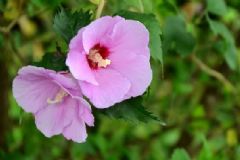 木槿花可以怎么吃？木槿花的養(yǎng)生食譜有哪些？[圖]