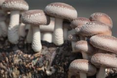 香菇的食用方法有哪些？香菇的營(yíng)養(yǎng)成分有哪些？[圖]