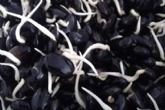 黑豆芽怎么做好吃？黑豆芽的做法有哪些？[圖]
