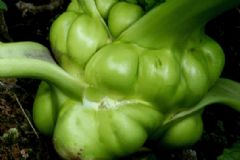 榨菜能生吃嗎？生榨菜怎么吃？[多圖]