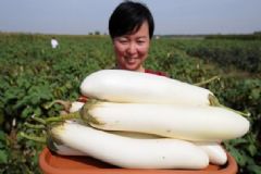 白茄子怎么做好吃？白茄子的家常做法大全[多圖]