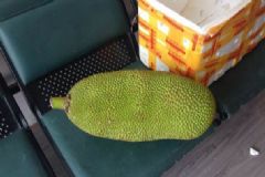 菠蘿蜜沒熟打開了怎么辦？菠蘿蜜沒熟怎么放熟？[多圖]