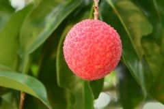 荔枝可以做什么菜？荔枝可以做菜嗎？[多圖]