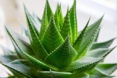 蘆薈有哪些好處？蘆薈有哪些作用？[圖]